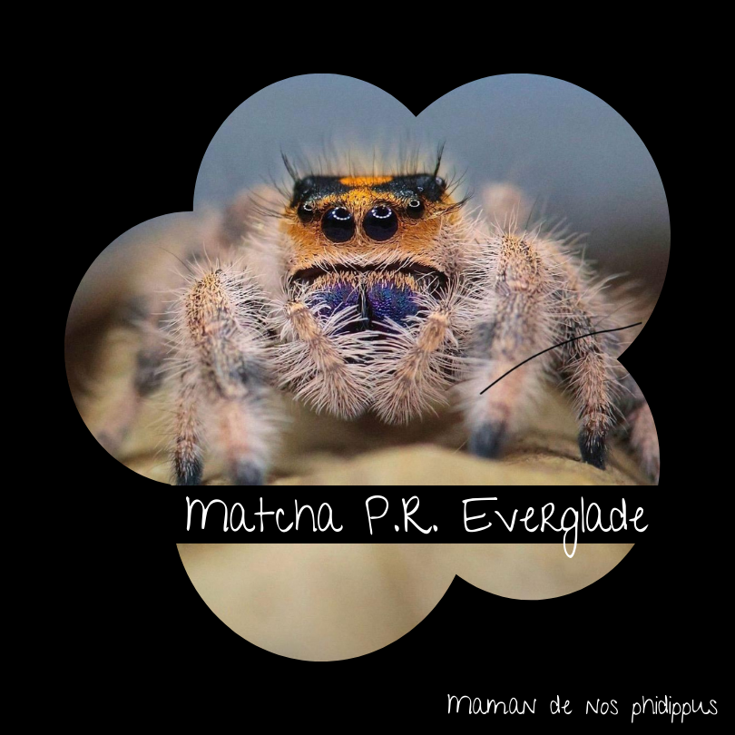 Pack Phidippus Regius Alpha L3/L4