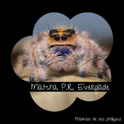 Pack Phidippus Regius Nova