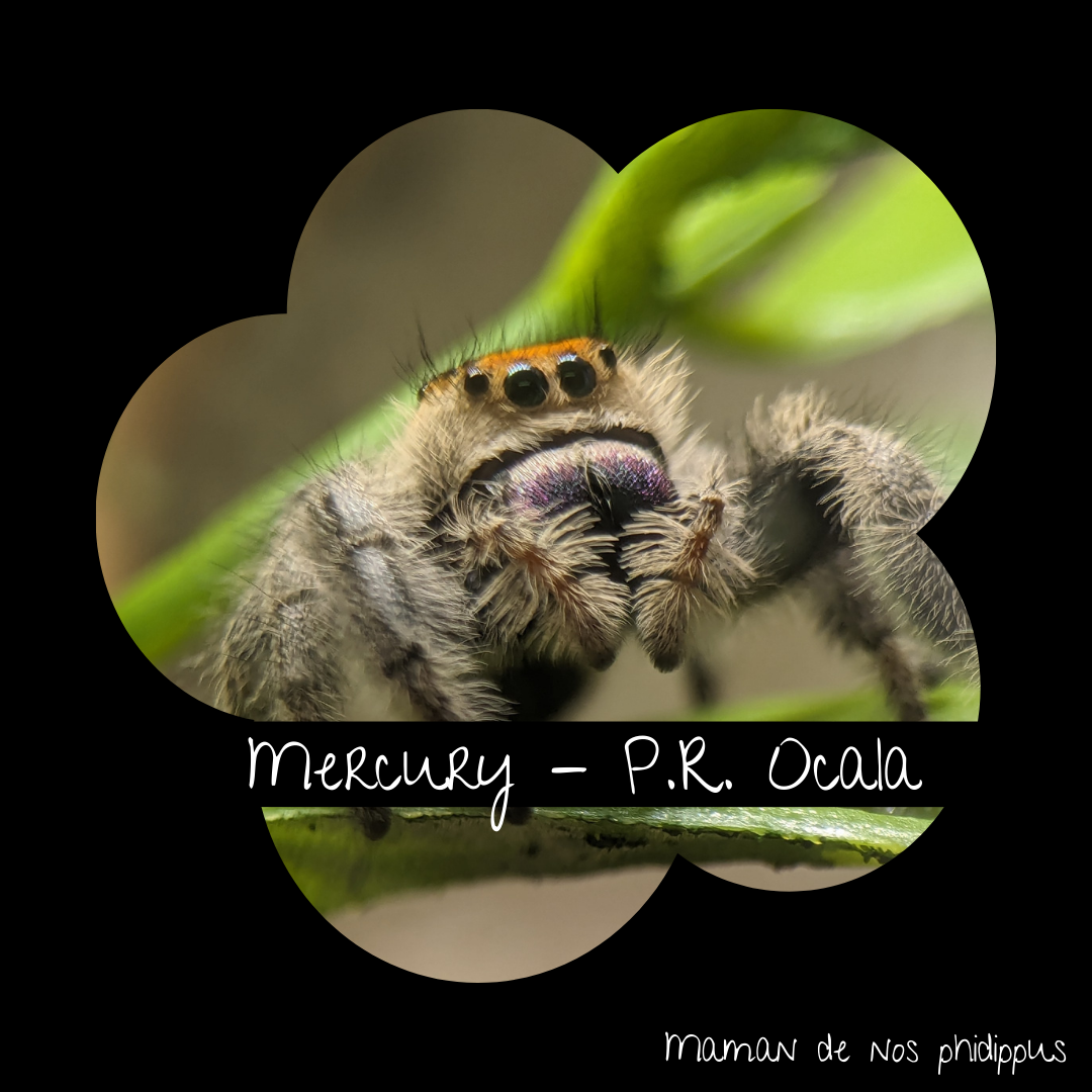 Pack Phidippus Regius Nova