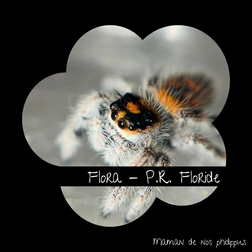 Phidippus Regius Alpha Pack