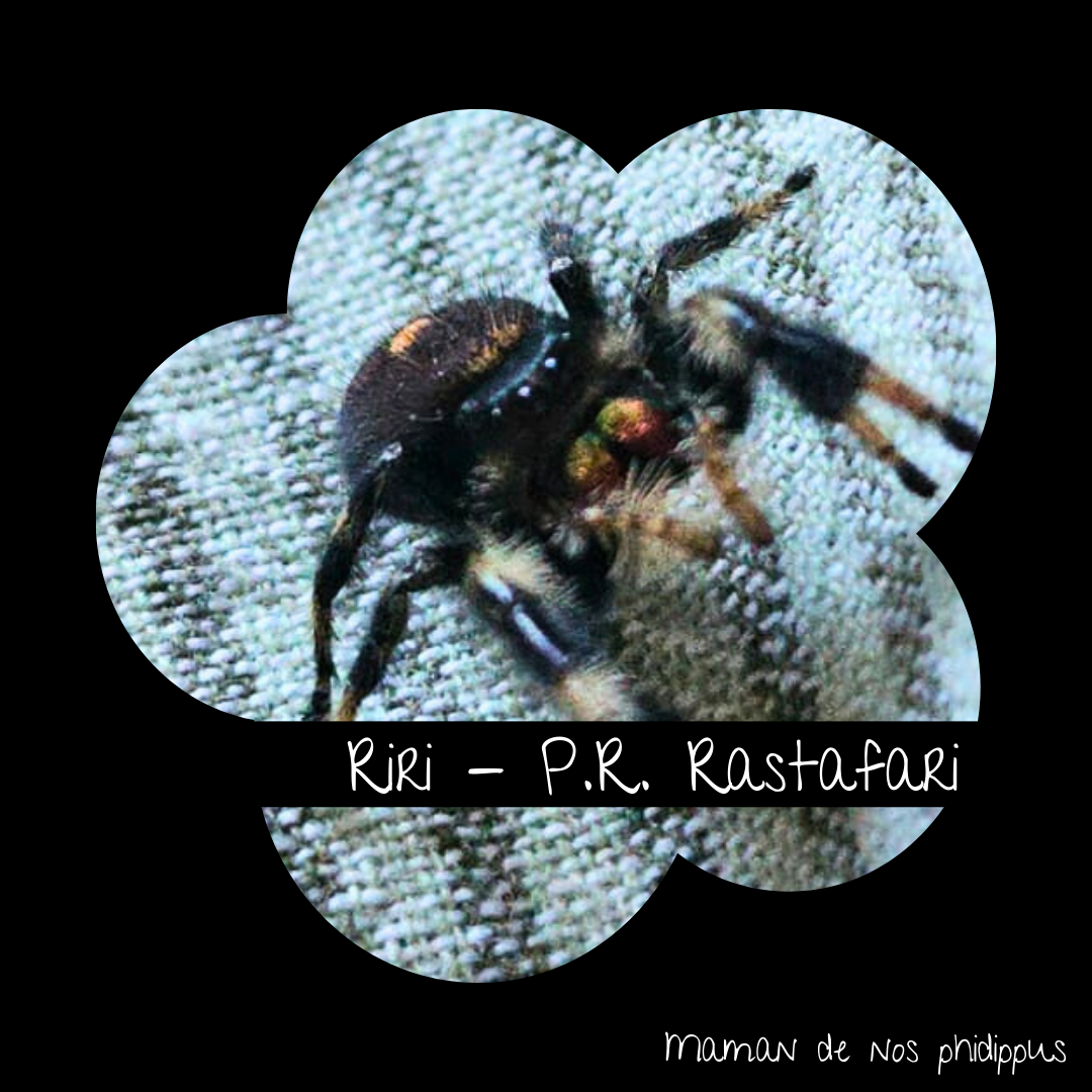 Phidippus Regius Nova Pack