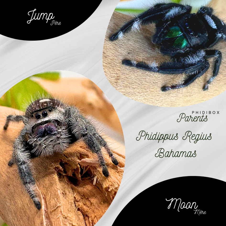 Pack Phidippus Regius Alpha L3/L4