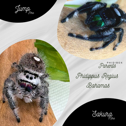 Pack Phidippus Regius Alpha L3/L4