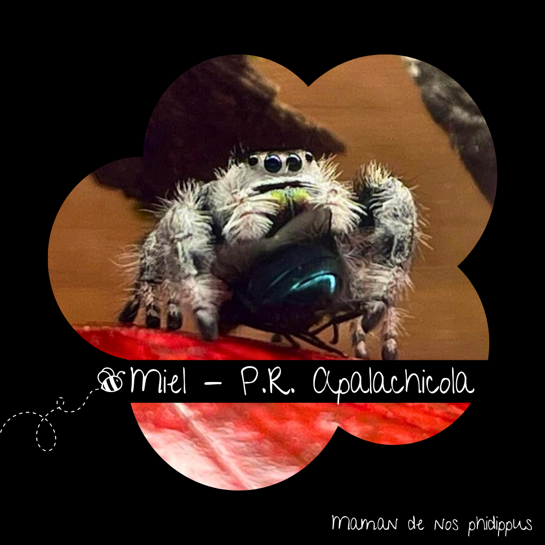 Pack Phidippus Regius Alpha L3/L4