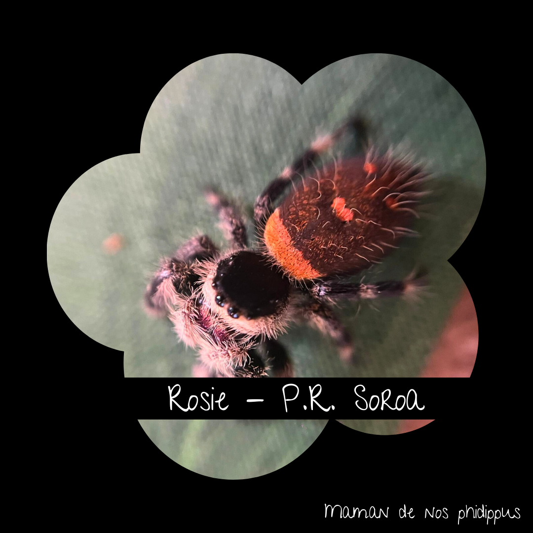 Phidippus Regius Alpha Pack