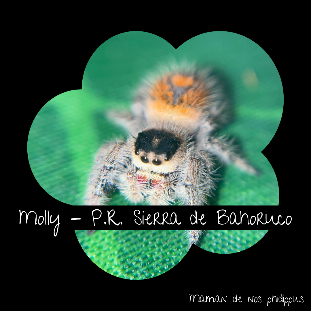 Pack Phidippus Regius Nova