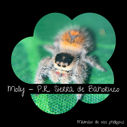 Pack Phidippus Regius Alpha L3/L4